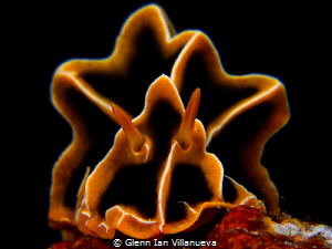 This is a photo of a nudibranch, Reticulidia Halgerda. Sp... by Glenn Ian Villanueva 